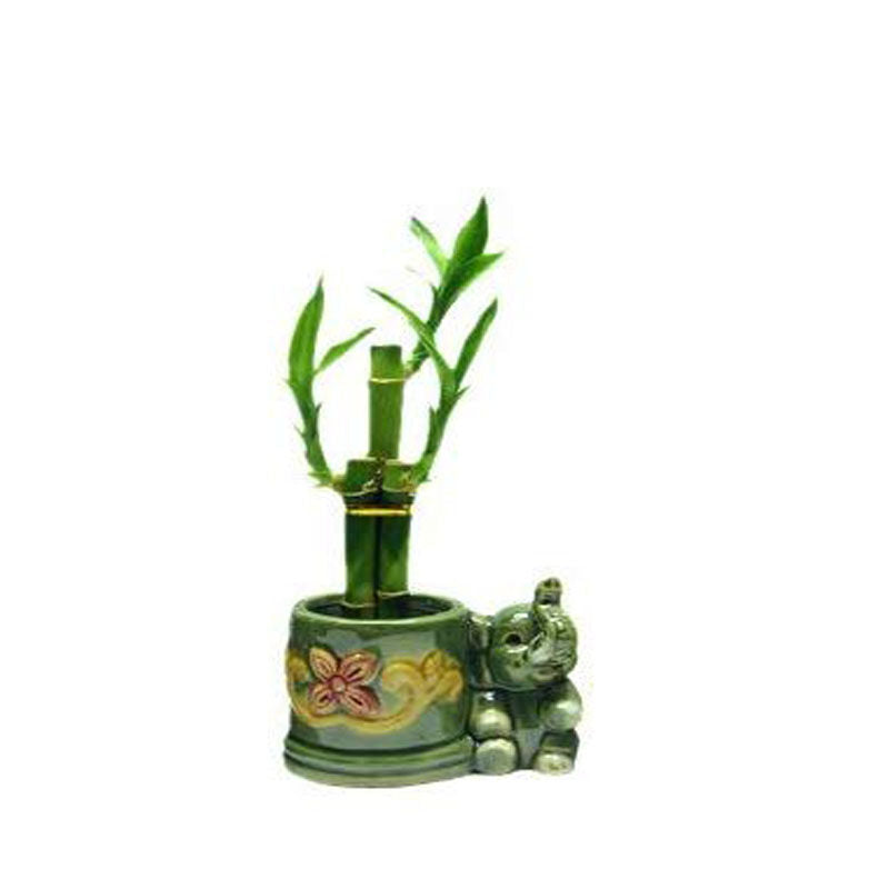 elephant bamboo plant Lucky Bamboo Elephant – JMJ Flowers