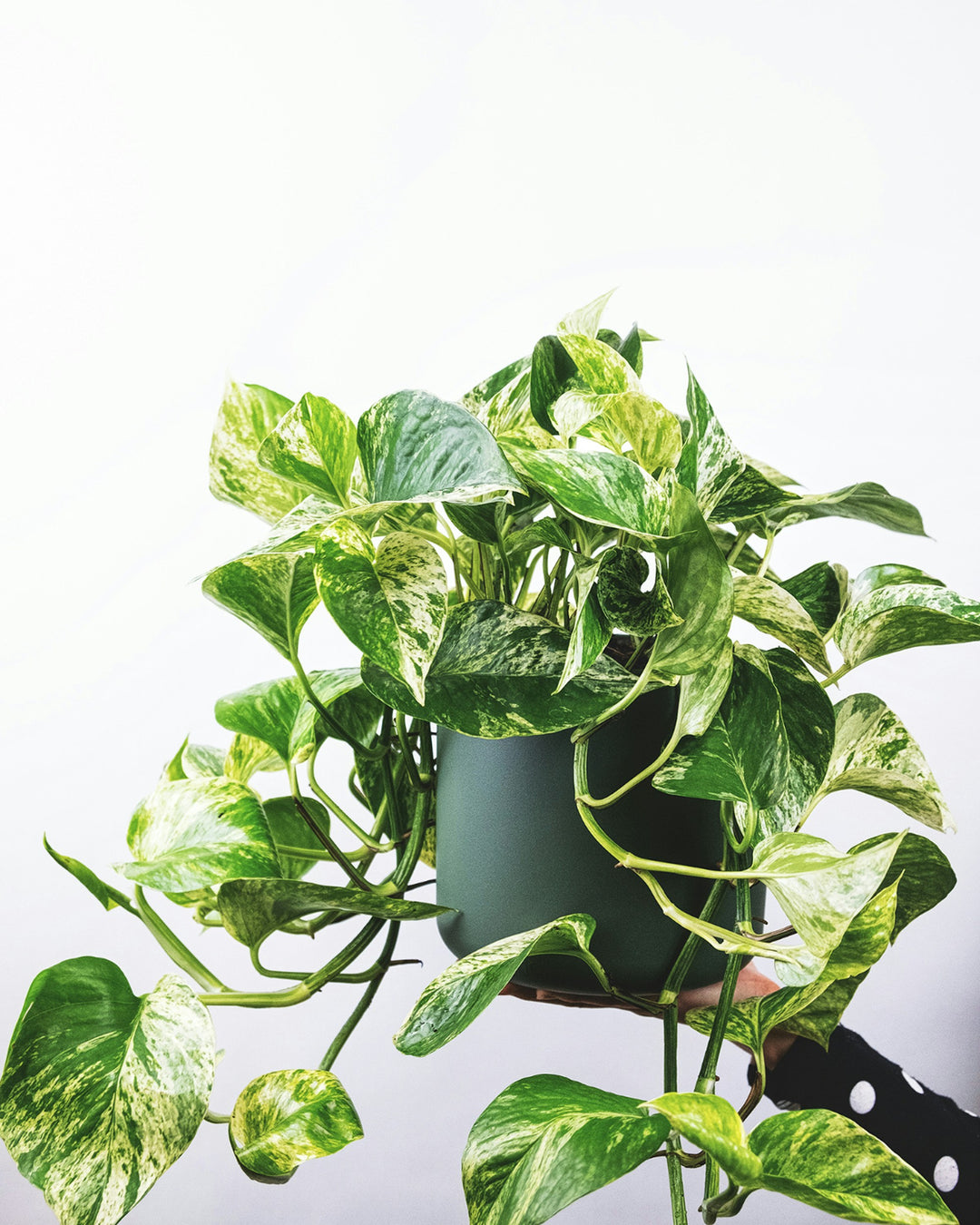 Money Plant (Golden Pothos)