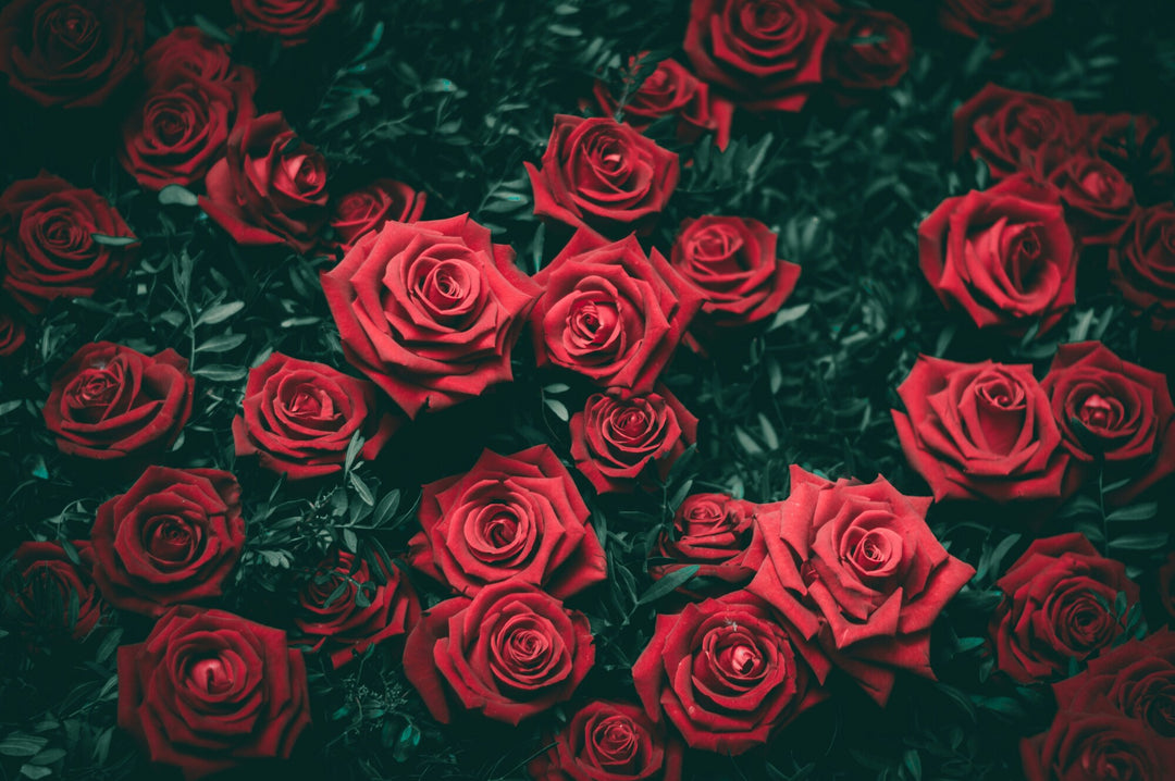 The History Behind the Romantic Rose: A Timeless Symbol of Love