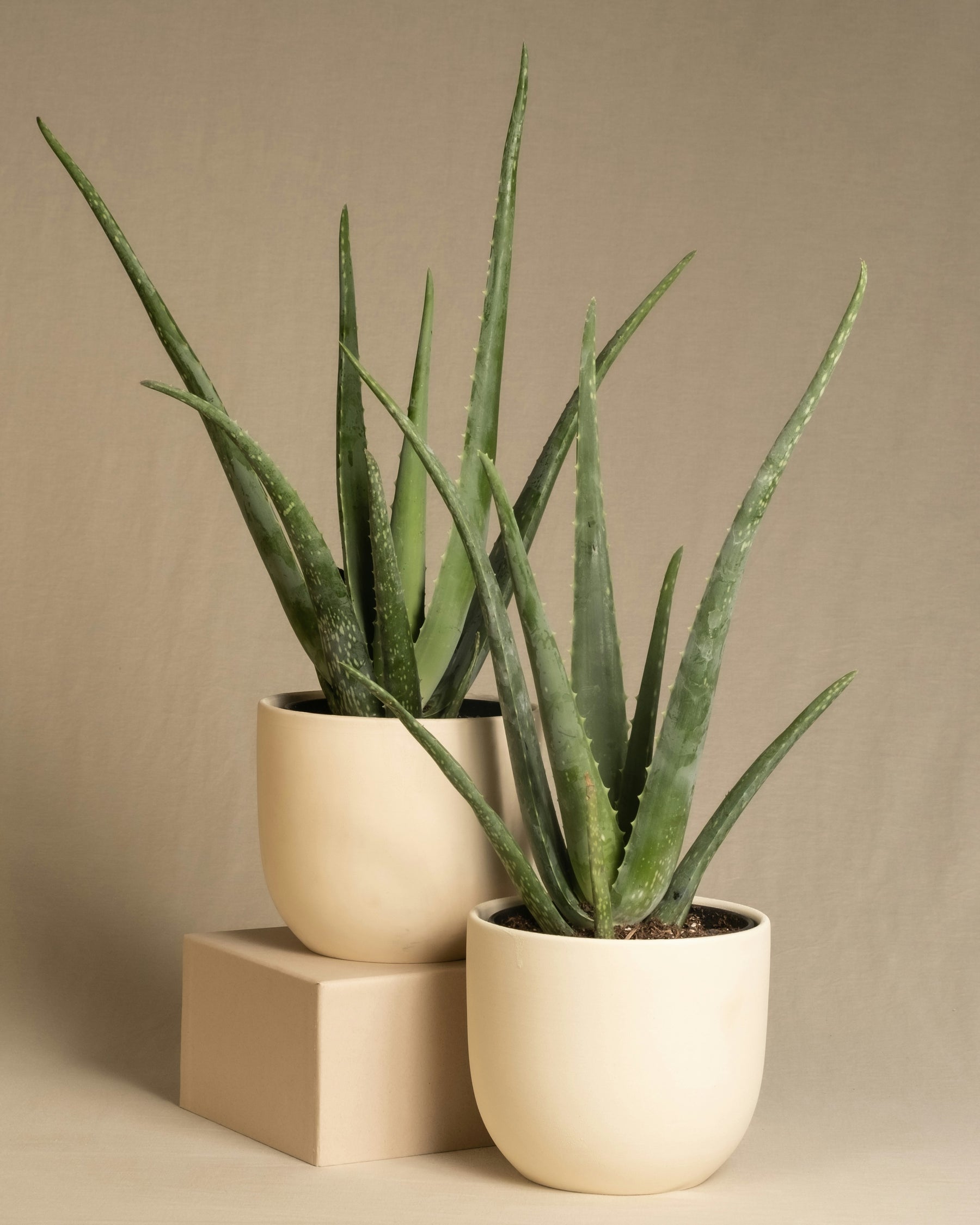 aloe vera plant edmonton Potted Aloe Vera Plant – JMJ Flowers