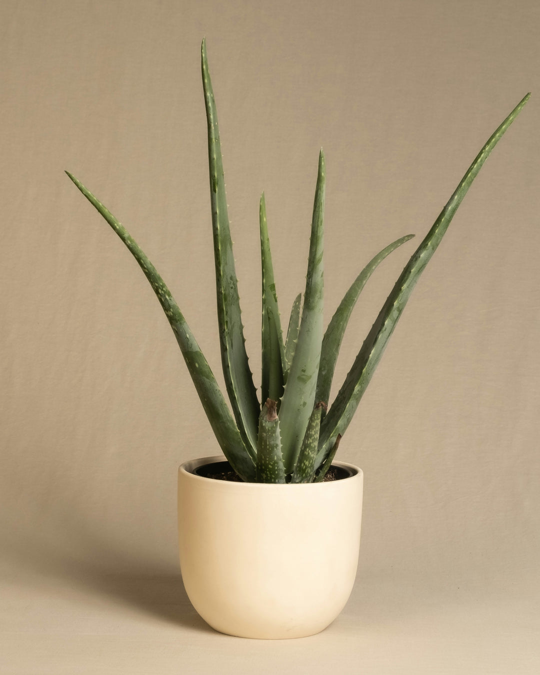 decorative aloe vera plant Potted Aloe Vera Plant – JMJ Flowers
