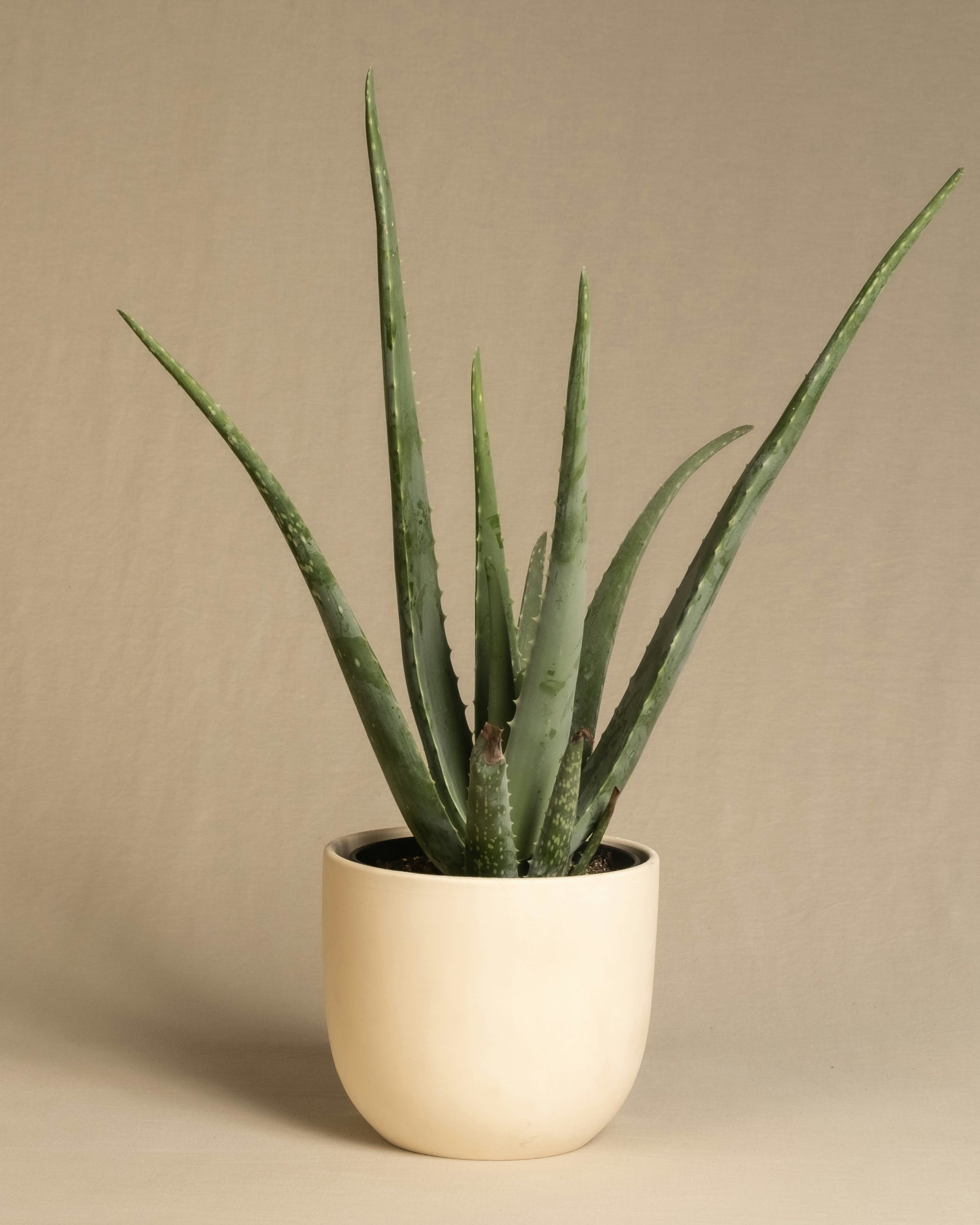 aloe vera plant toronto Potted Aloe Vera Plant – JMJ Flowers