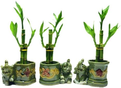 Lucky Bamboo Elephant