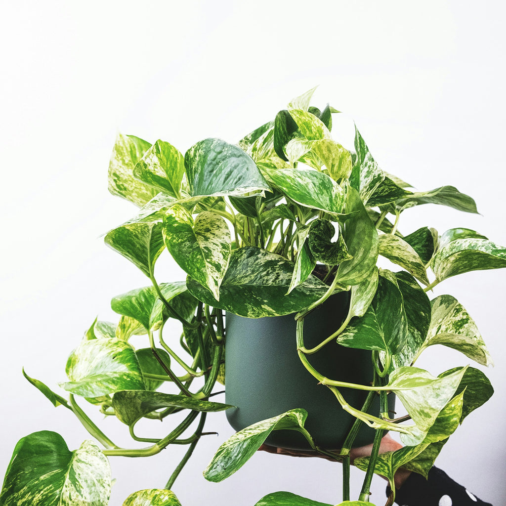 golden pothos is money plant Money Plant (Golden Pothos) – JMJ Flowers